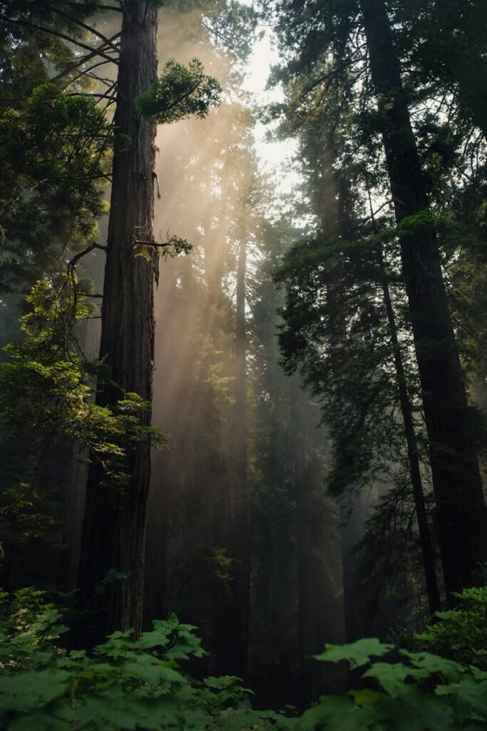 pexels-photo-3222686-3222686 Misty redwood forest with soft sunlight streaming through in California.